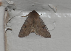 Orthosia rubescens