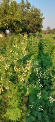 Senegalia bonariensis