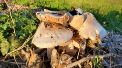 Volvopluteus gloiocephalus