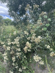 Baccharis salicifolia