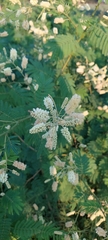 Senegalia bonariensis