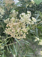 Baccharis salicifolia