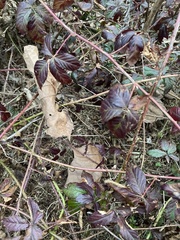 Rubus trivialis