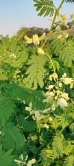 Senegalia bonariensis