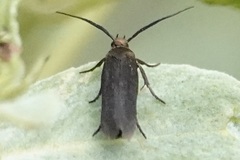 Scythris