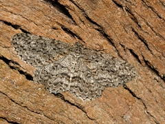 Ectropis fractaria