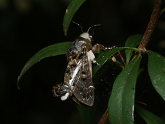 Genduara punctigera