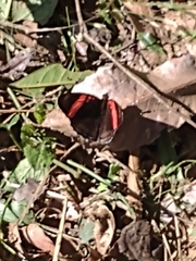 Adelpha lycorias
