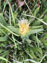 Carpobrotus edulis
