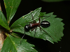 Camponotus innexus