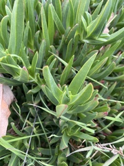 Carpobrotus edulis