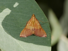 Endotricha pyrosalis