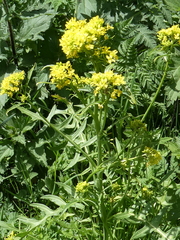 Sisymbrium austriacum