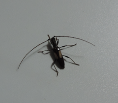 Gnomibidion fulvipes