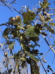 Cordia dentata