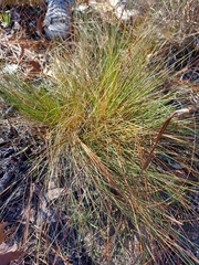 Piptochaetium avenaceum