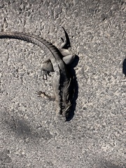 Ctenosaura acanthura