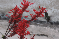 Chionomesa fimbriata