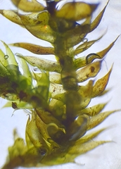Hygrohypnum luridum