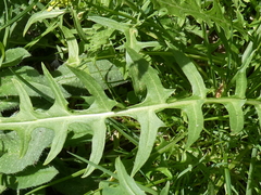 Sisymbrium austriacum