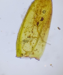 Hygrohypnum luridum