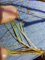 Piptochaetium avenaceum