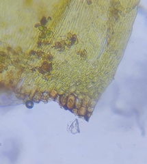 Hygrohypnum luridum