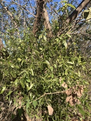 Phoradendron quadrangulare