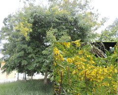 Senna siamea