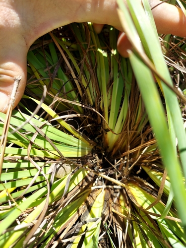 Image of Sisyrinchium xerophyllum by (c) Athena Philips, some rights reserved (CC BY)