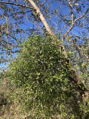 Phoradendron quadrangulare