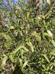 Phoradendron quadrangulare