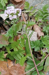 Centranthus calcitrapae