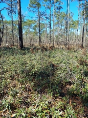 Quercus pumila