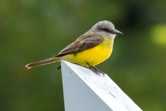 Tyrannus melancholicus