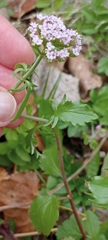Centranthus calcitrapae