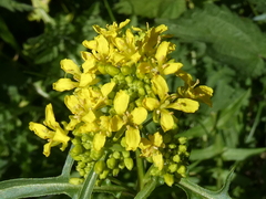 Sisymbrium austriacum