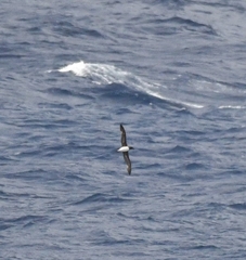 Pseudobulweria rostrata