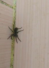 Lycosa erythrognatha