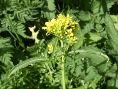 Sisymbrium austriacum