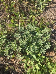 Lupinus subcarnosus
