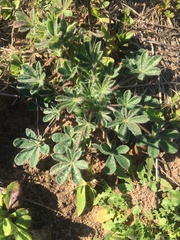 Lupinus subcarnosus