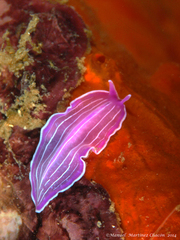 Prostheceraeus roseus