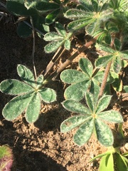 Lupinus subcarnosus