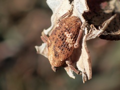 Oxyops fasciatus