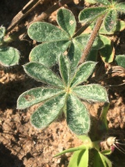 Lupinus subcarnosus