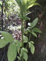 Sambucus gaudichaudiana