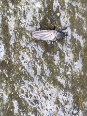 Coelopidae