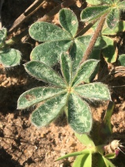 Lupinus subcarnosus