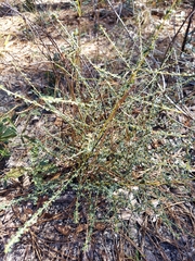 Ceanothus microphyllus